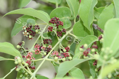 Santalum album